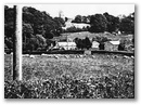 Coed y Foel Isaf